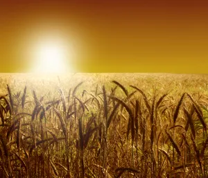 Golden Wheat Field Under Autumn Sky.