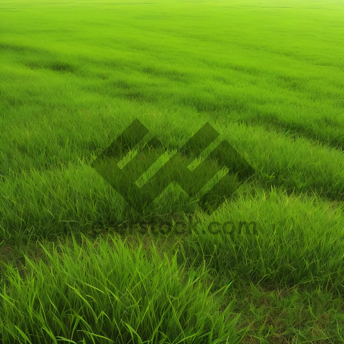 Picture of Lush Green Wheat Field Under Blue Sky