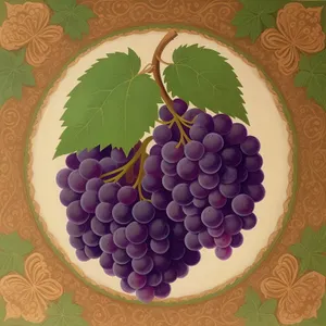 Sweet Grape Bunch in Vineyard