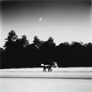 Horse Cart Silhouetted Against Serene Sunset