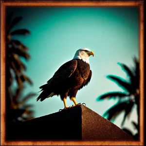 Fierce Flight: Majestic Bald Eagle Soaring Through the Sky