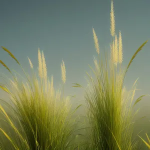 Golden Wheat Harvest in Rural Countryside Field