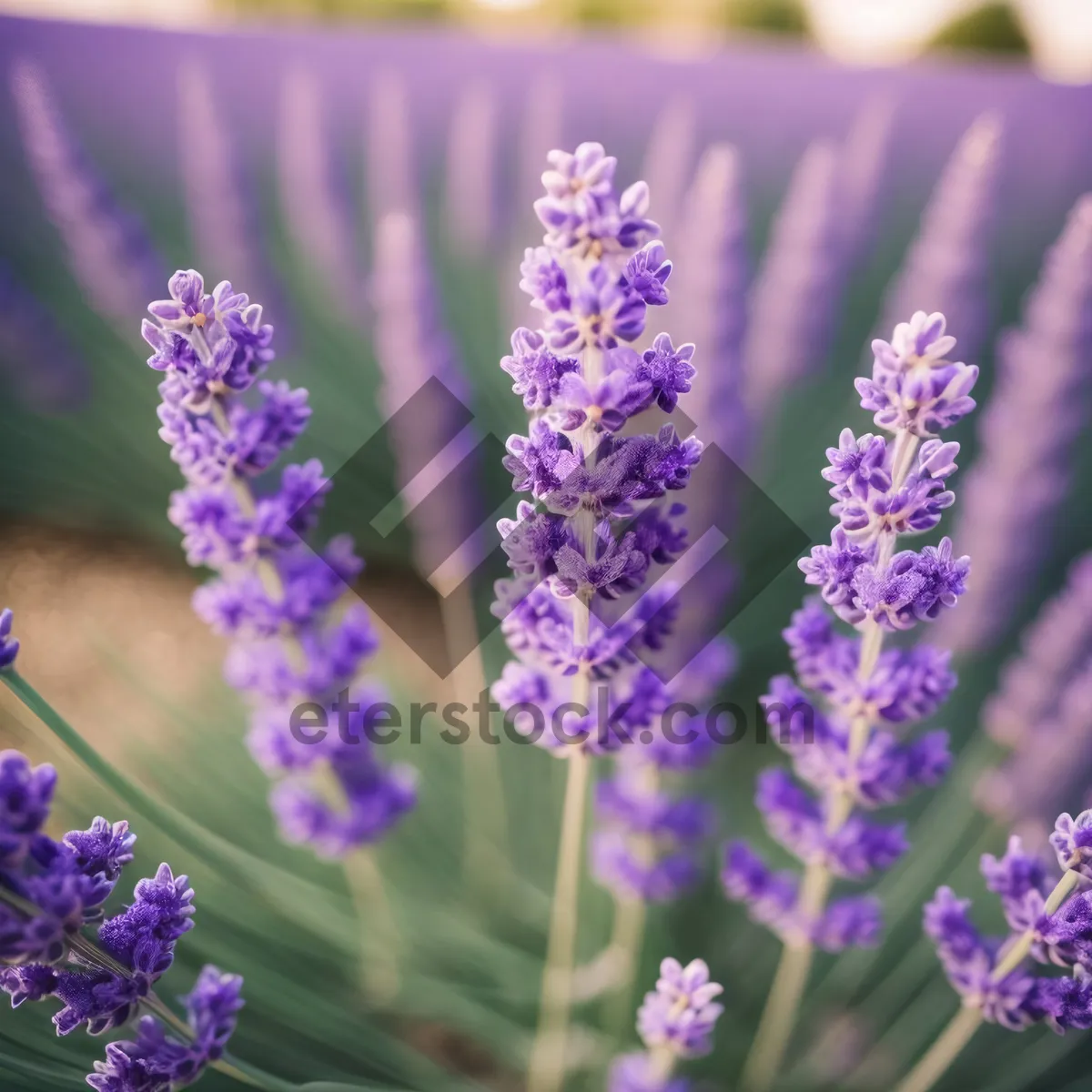 Picture of Blossoming Lavender Field: Aromatic Botanical Beauty
