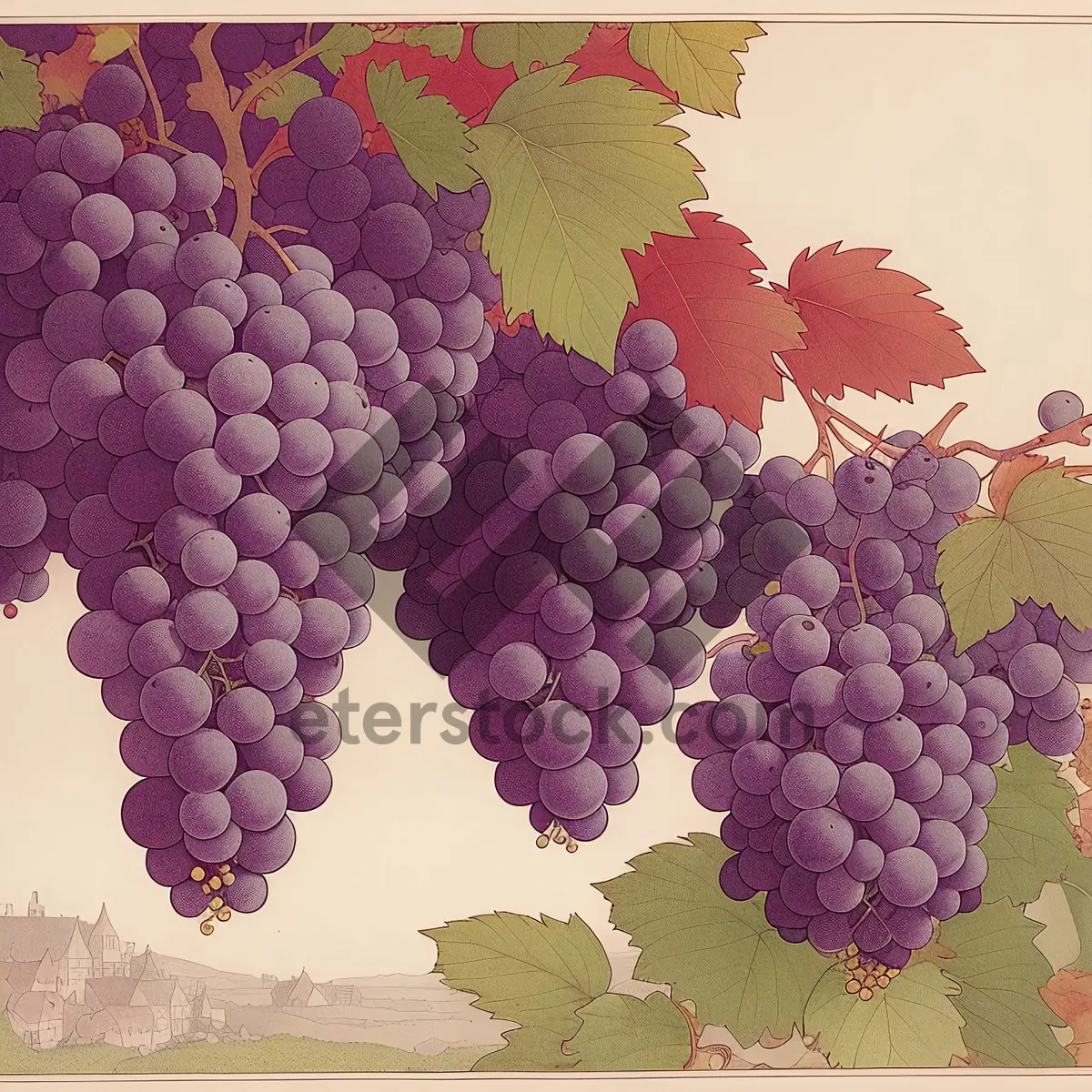 Picture of Juicy Autumn Harvest of Purple Concord Grapes