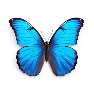 Colorful butterfly with vibrant wing design