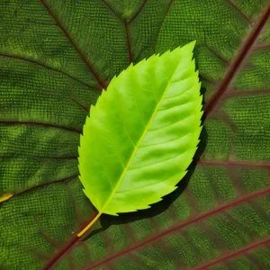 Bright Summer Leaf: Organic Texture in Forest