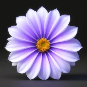 Vibrant Daisy Bloom in Summer Garden