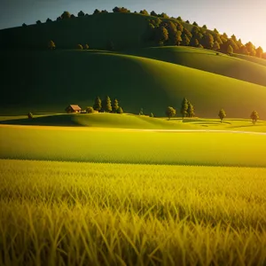 Golden Wheat Field at Sunset