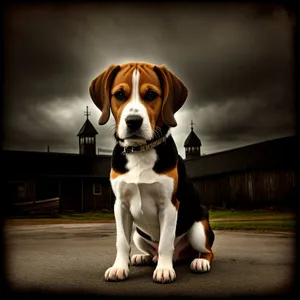 Brown Beagle Puppy with Collar - Adorable Domestic Dog Portrait
