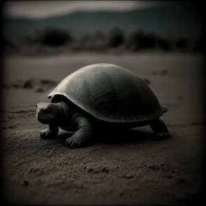 Sluggish Snail-paced Sea Turtle in Wild Brown Shell