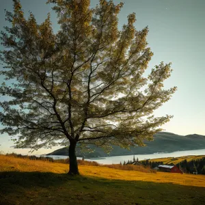 Autumn Forest Scene with Majestic Oak Trees