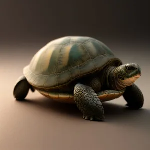Adorable Aquatic Terrapin: Slow-moving Reptile with Shell