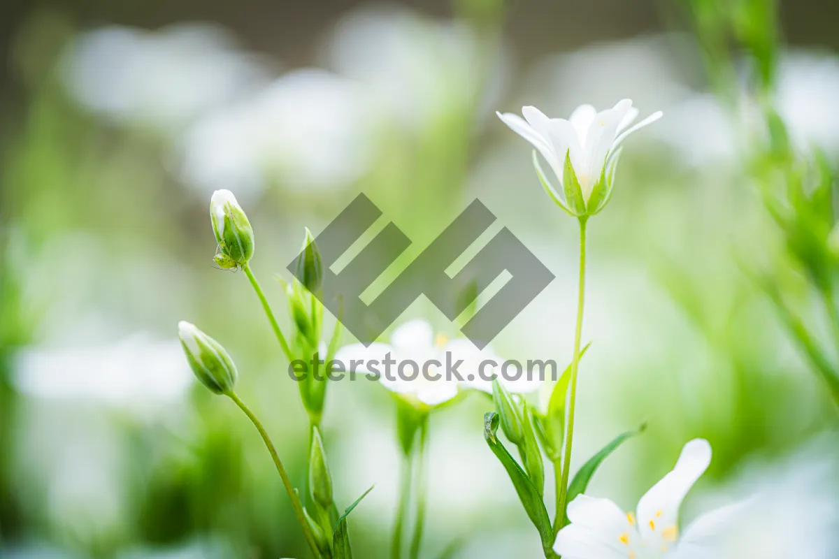 Picture of Summer Meadow Blooms Among Bright Grass And Flowers