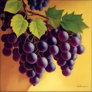 Sweet Harvest: Fresh and Juicy Autumn Grape Bunch