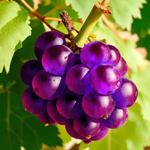 Fresh and Juicy Concord Grapes in a Vineyard