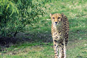 Spotted Leopard in South African Safari Reserve