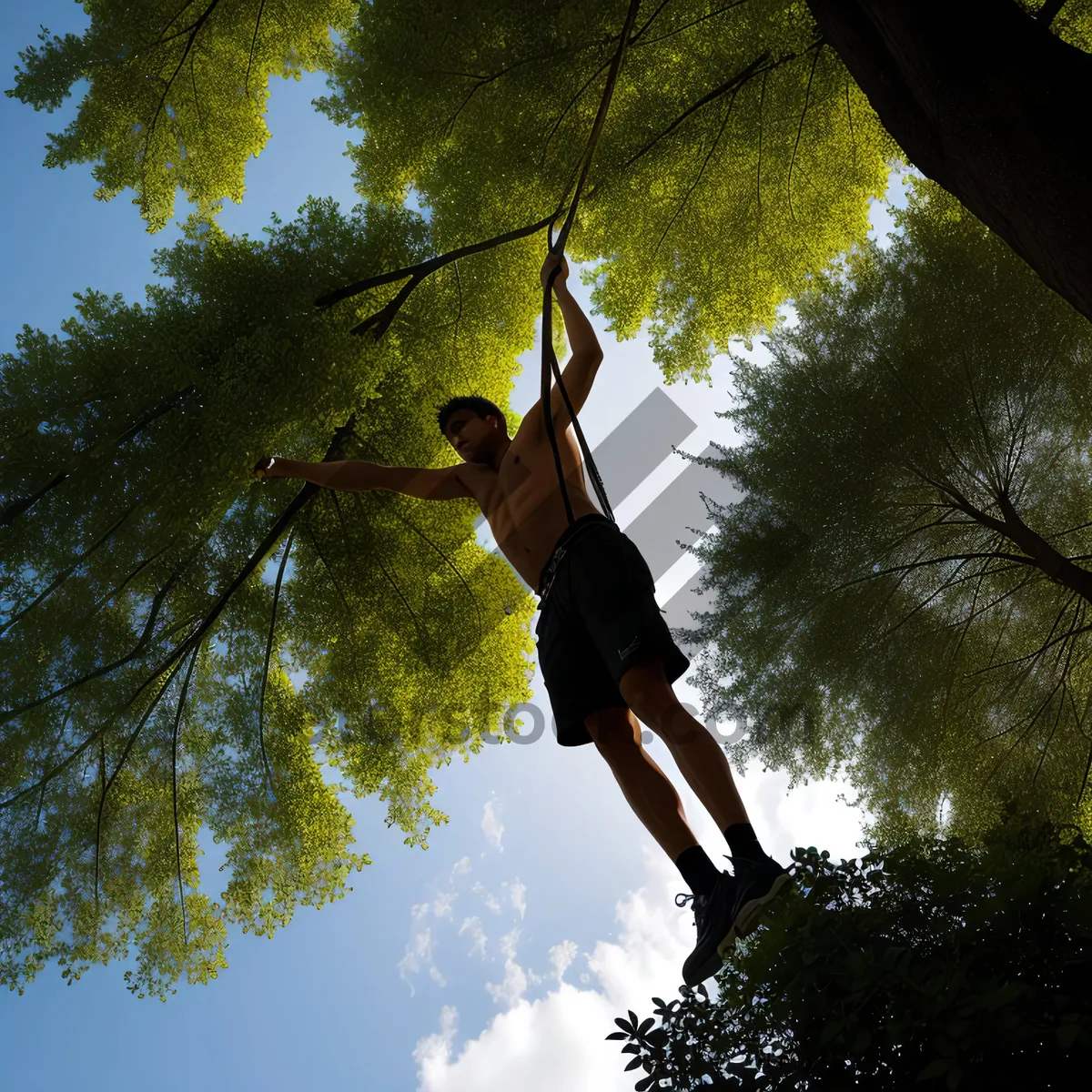 Picture of Primate in Woody Forest Canopy