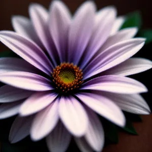 Vibrant Daisy Blossom in a Colorful Meadow
