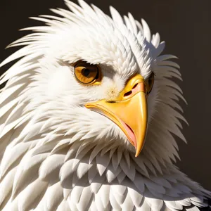 Majestic Bald Eagle Gazing Piercingly with Yellow Eyes