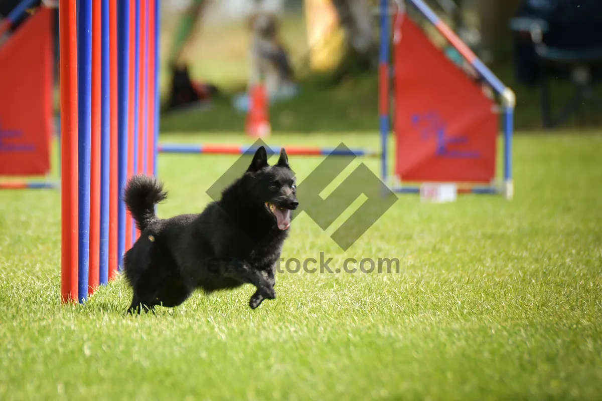 Picture of Dog is running slalom on his agility training on agility summer camp czech agility slalom.