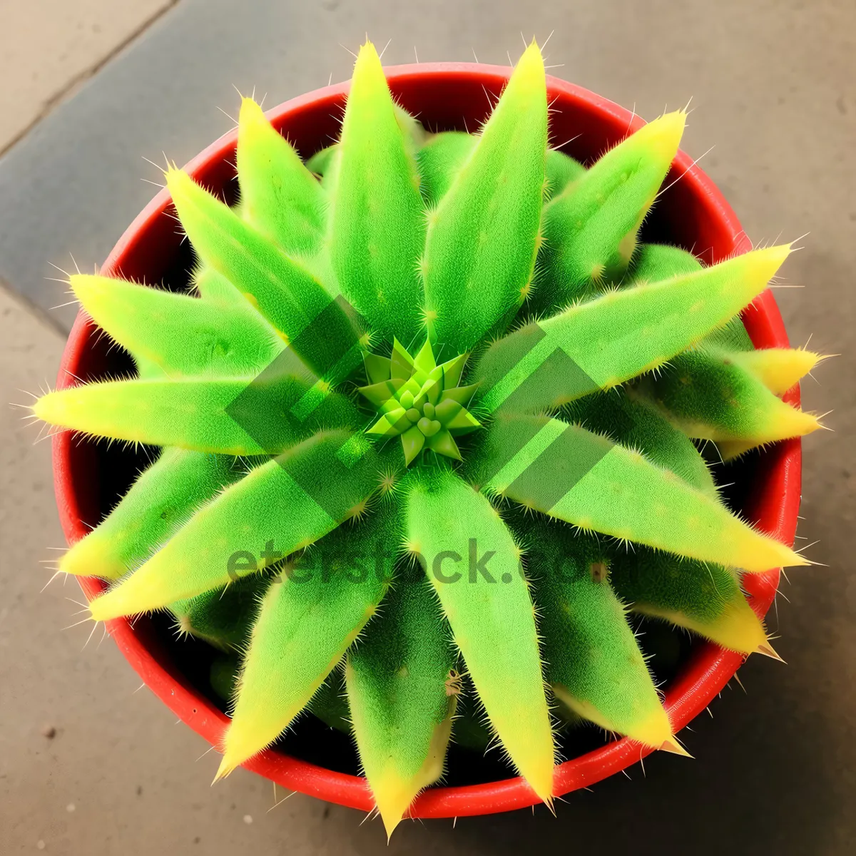 Picture of Lush Spurge Cactus with Vibrant Petals