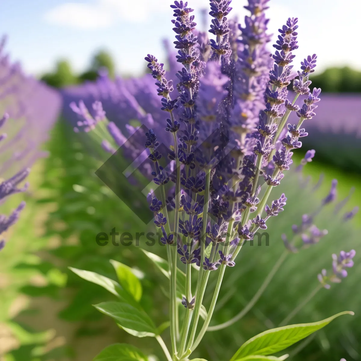 Picture of Lavender field in full bloom