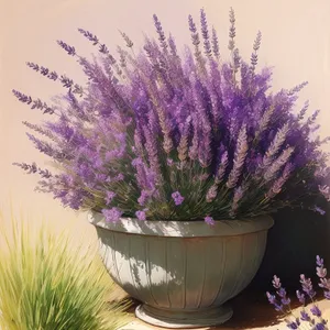 Purple Lavender in a Pot: Floral Delight