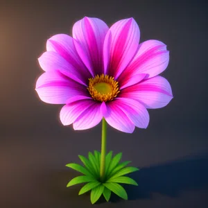 Colorful Blooming Daisy in a Summer Garden