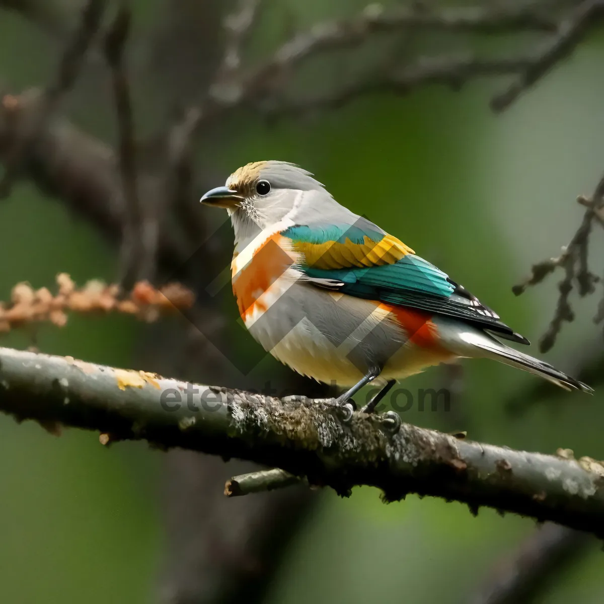 Picture of Colorful Finch perched on tree branch in garden