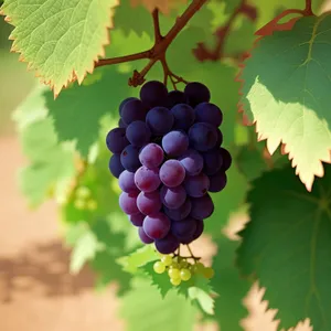 Ripe Muscat Grapes in a Vineyard