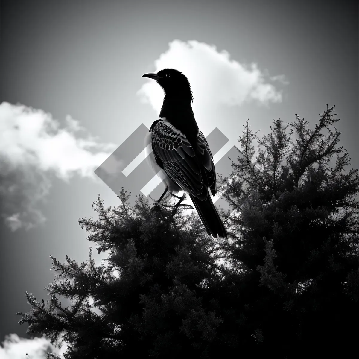 Picture of Black-winged Starling in Flight