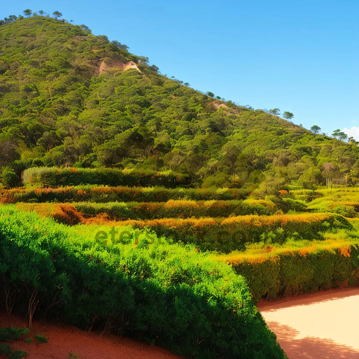 Picture of Serene Highland Countryside with Tea Plantations and Majestic Mountains