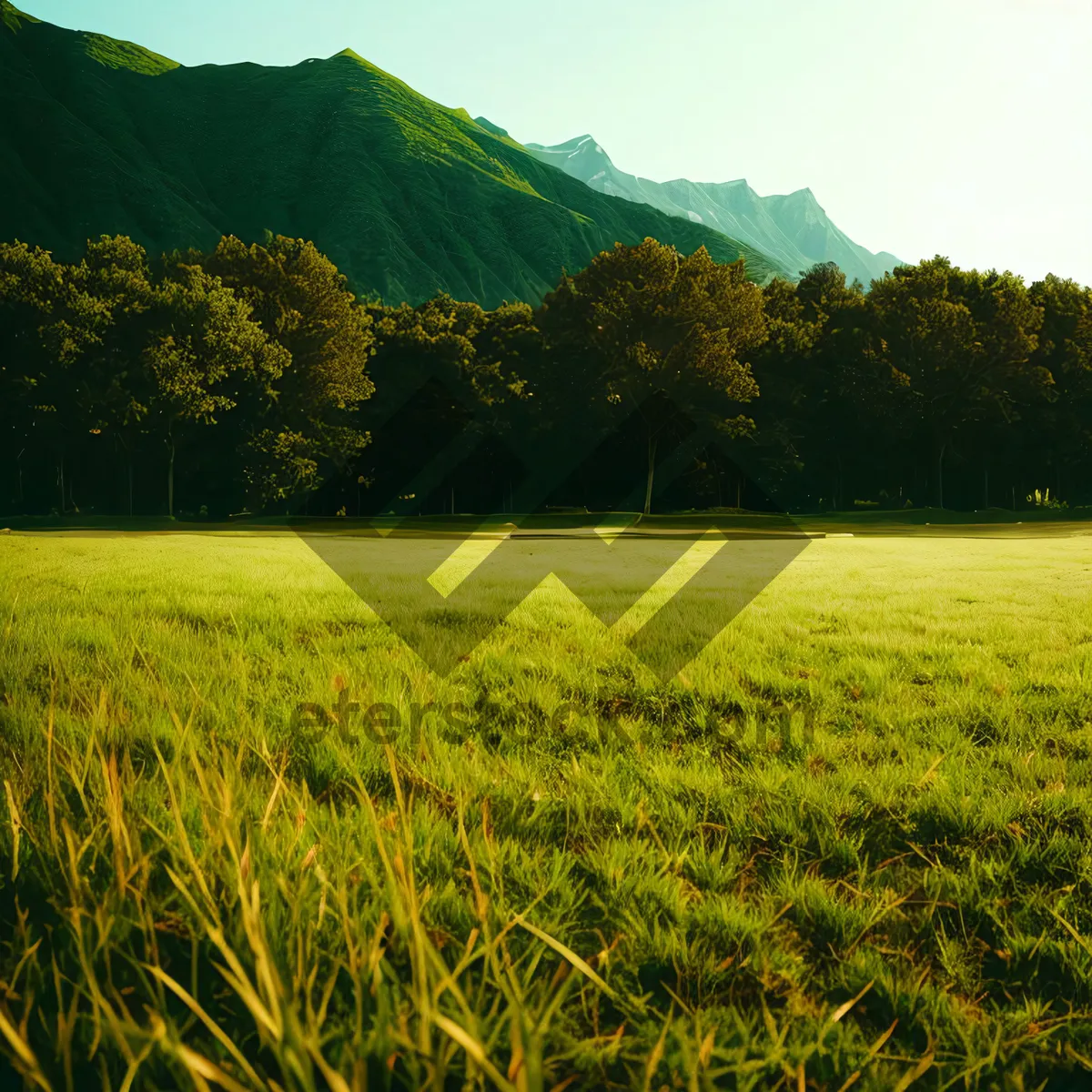 Picture of Golden Harvest: Tranquil Rice Field Under Sunny Skies