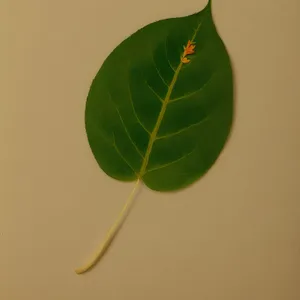 Fresh Wild Ginger Leaf - Vascular Plant in Garden