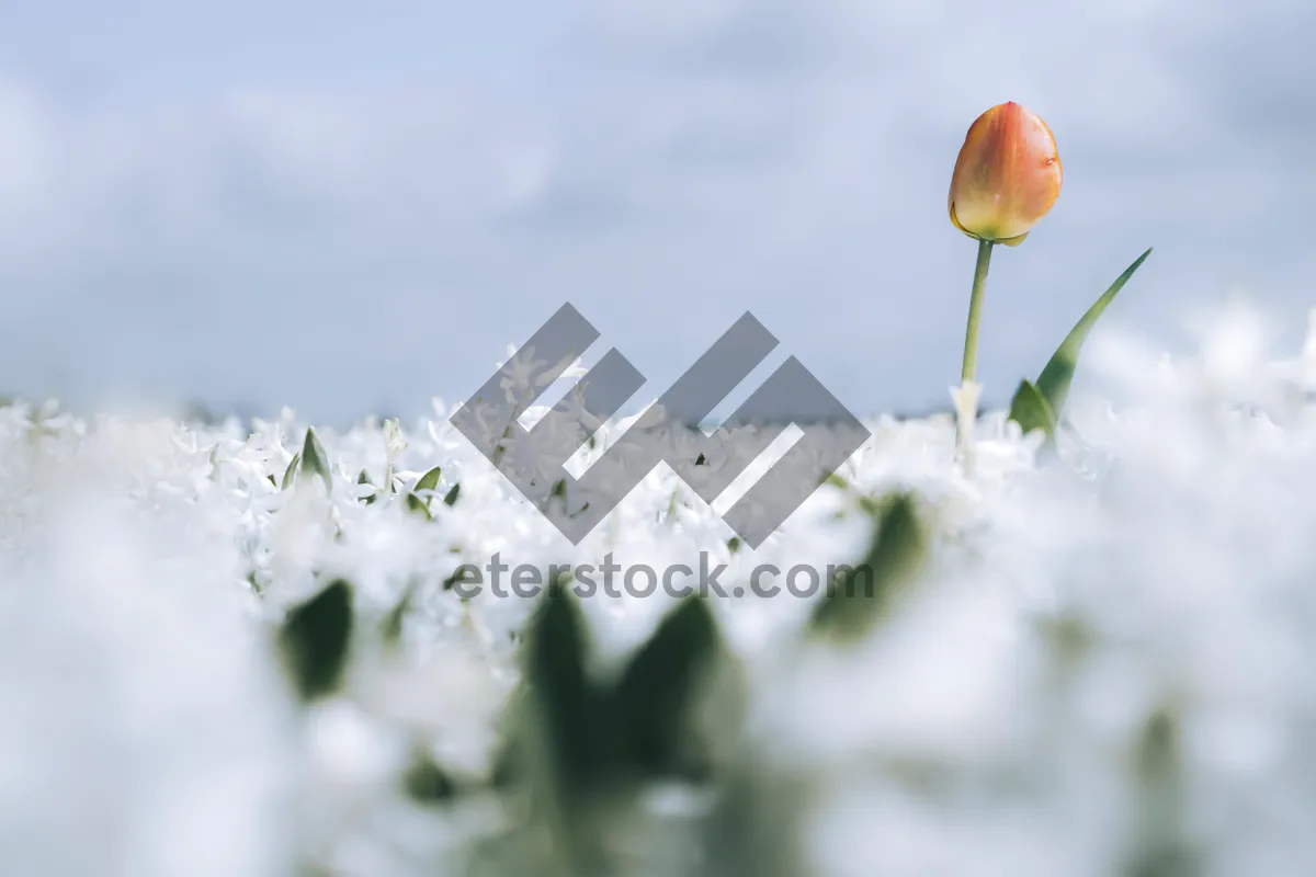 Picture of Close-up White Blossoms in Spring Meadow