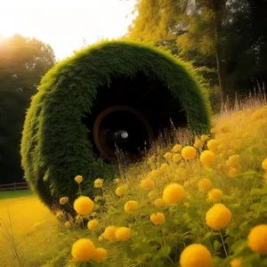 Vibrant Citrus Fruit in a Sunny Field