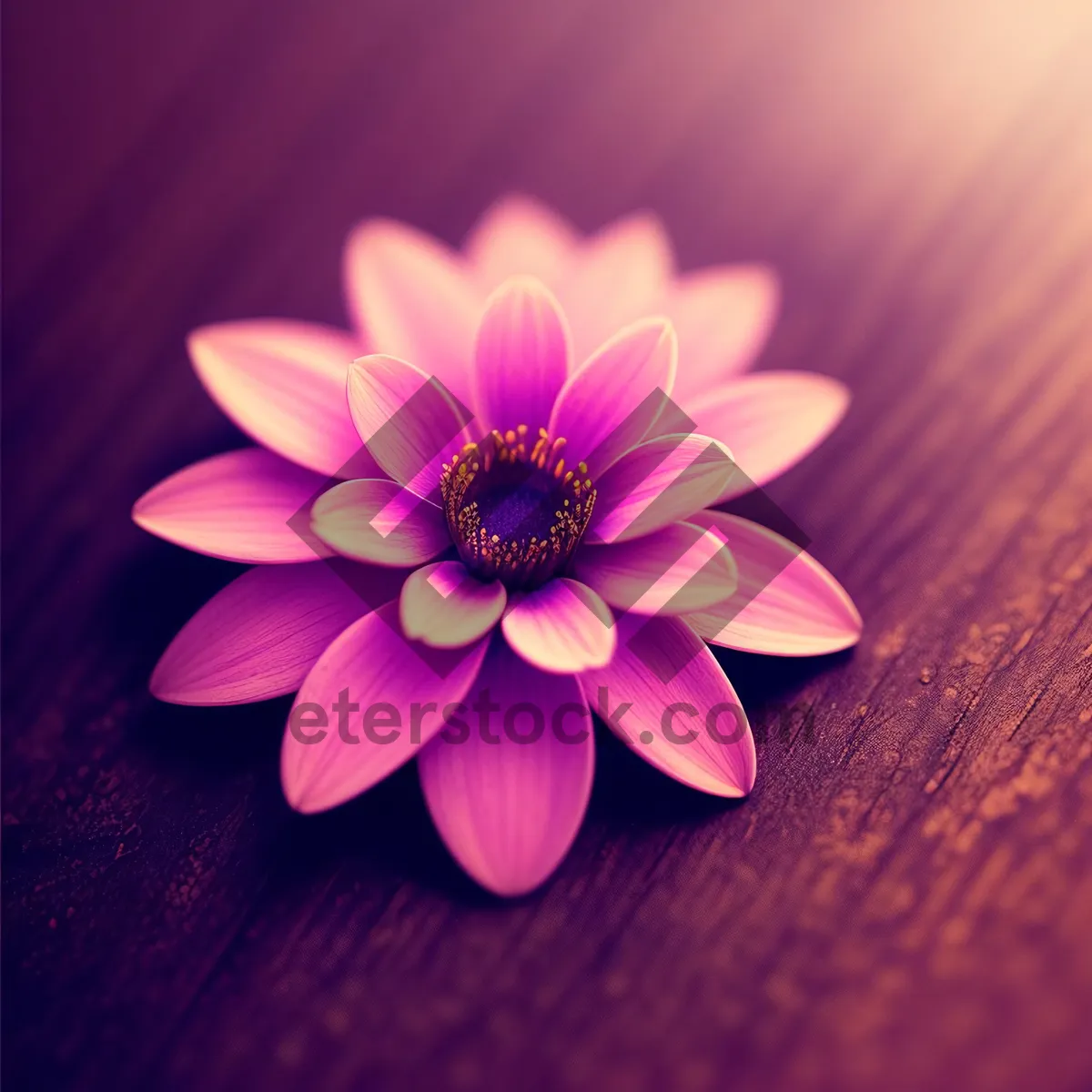Picture of Blooming Lotus: Vibrant Pink Floral Petals in Full Bloom