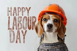 Portrait of a Cute Beagle Puppy in Studio