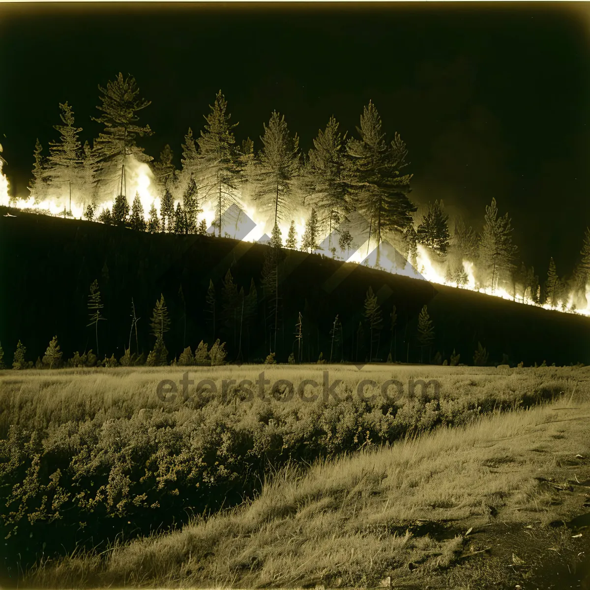 Picture of Serene Landscape with Sprinkler and Trees