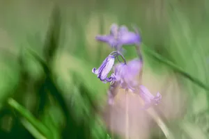 Blooming purple spiderwort in natural garden setting