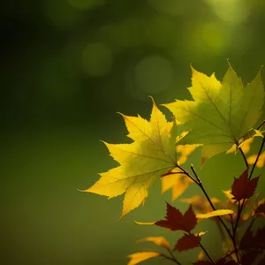 Vibrant Maple Leaf in Autumn