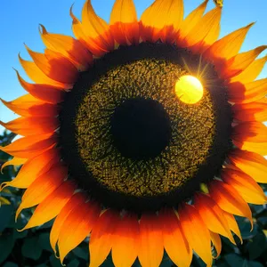 Vibrant Sunflower Blooming in Sunny Field