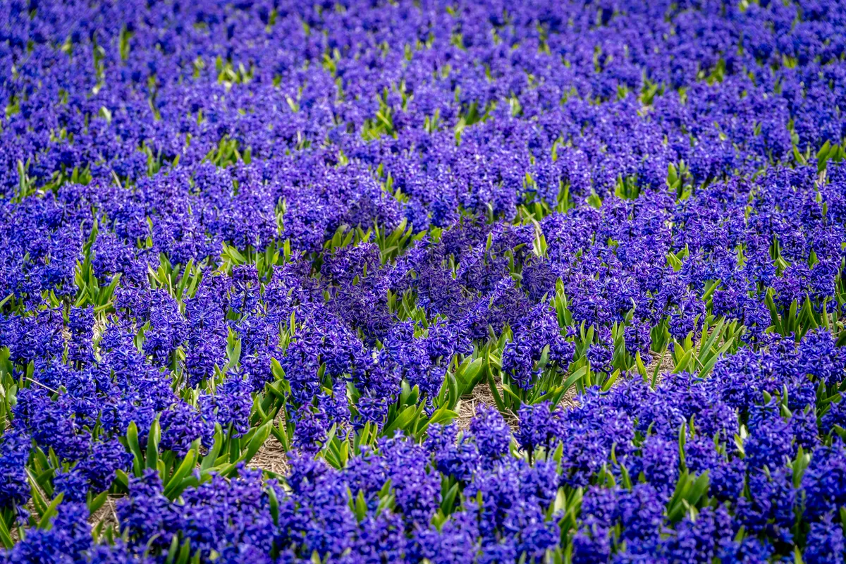 Picture of Colorful lavender field in rural countryside landscape bloom.