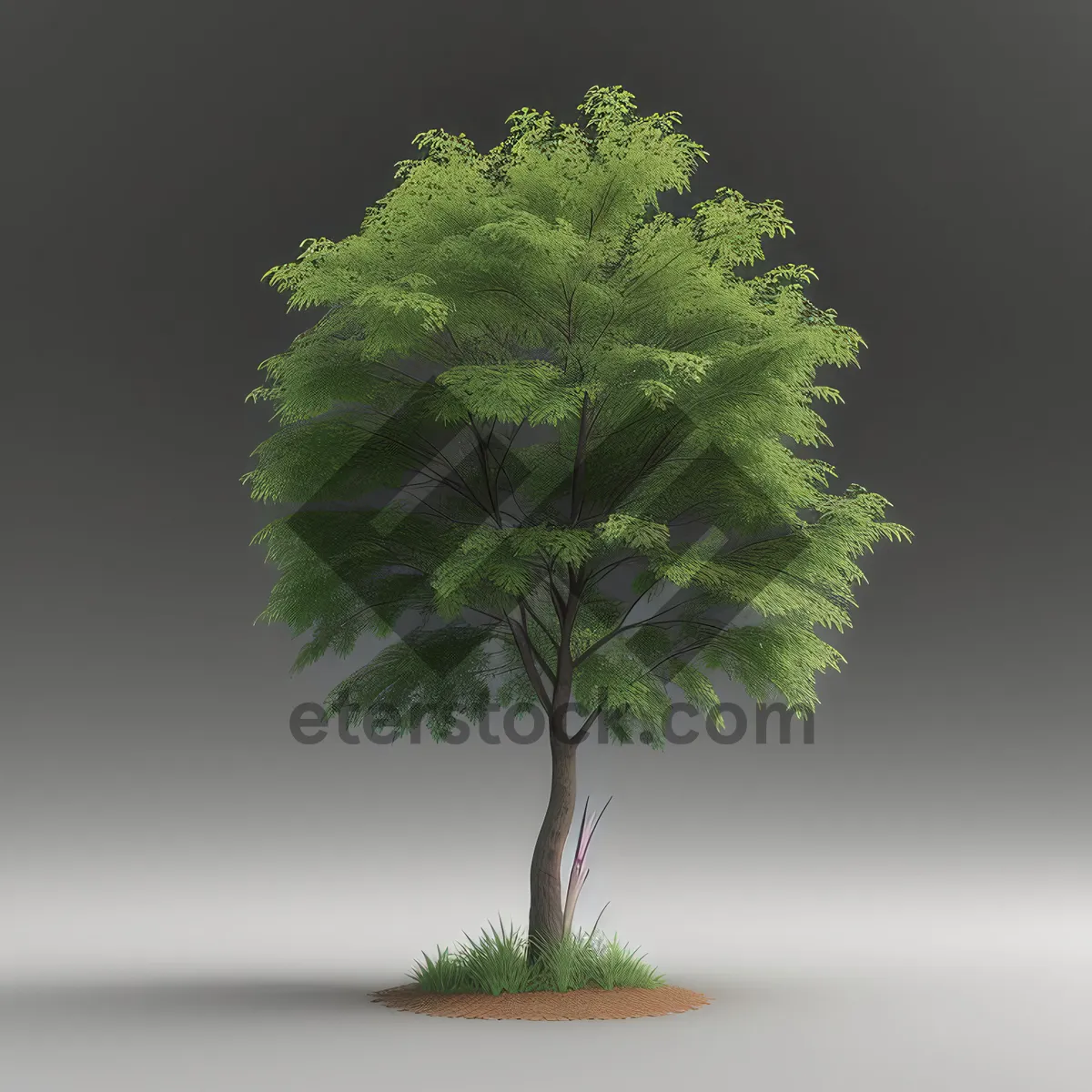 Picture of Evergreen Leafy Bonsai in Natural Forest