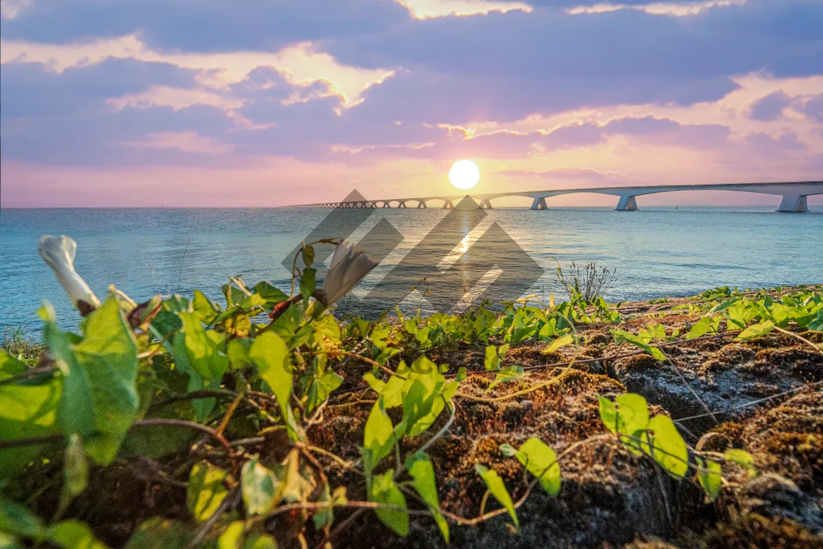 Picture of Sunrise with a view from the dike on the Zeeland Bridge in a Dutch sea landscape with wild flowers in the province of Zeeland
