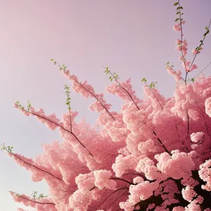 Blooming Rhododendron Shrub in Vibrant Pink