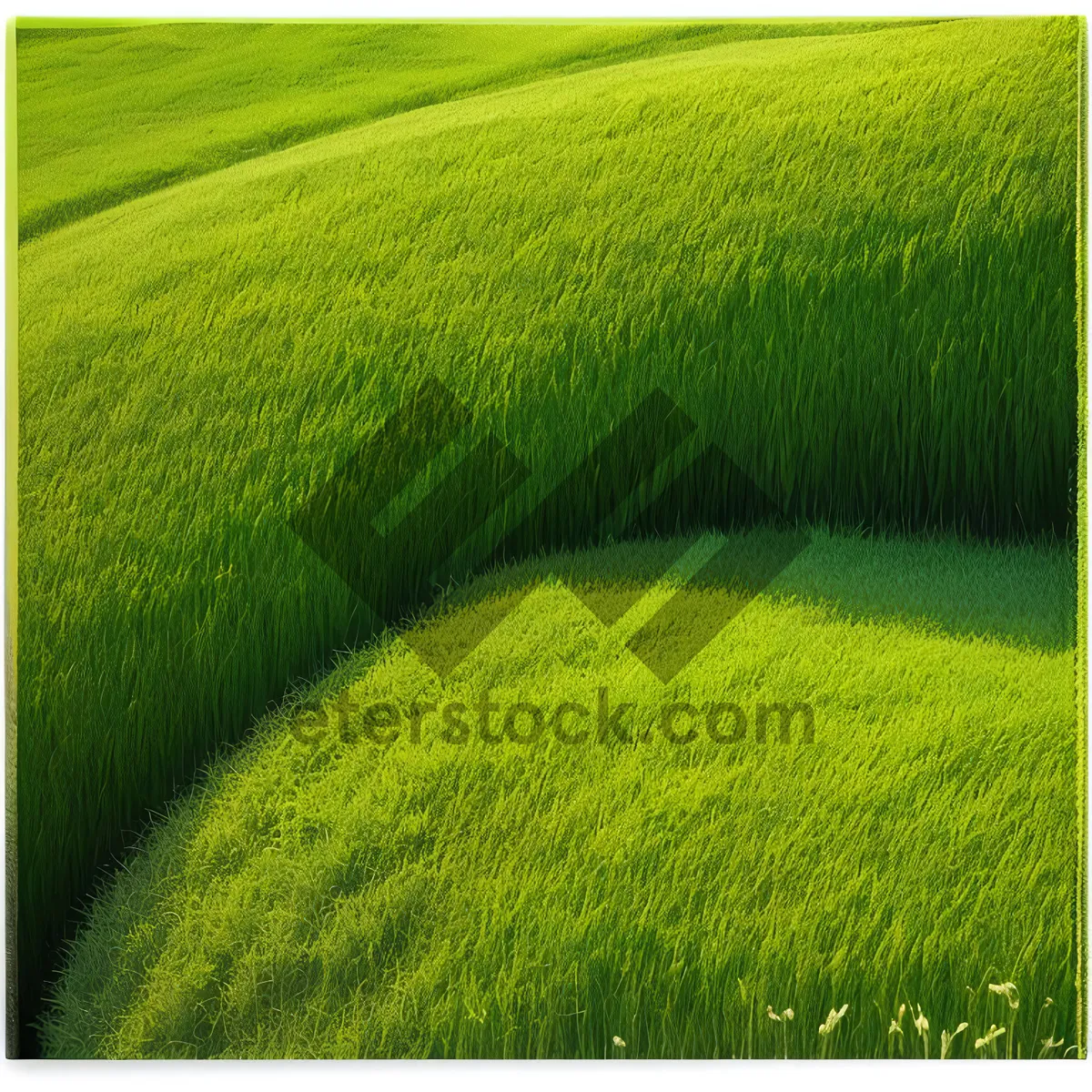 Picture of Idyllic Summer Wheat Field Under Clear Sky