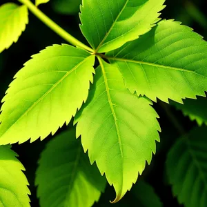 Lush Maple Leaves in Sunlit Forest