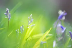 Summer Meadow Growth in Vibrant Color