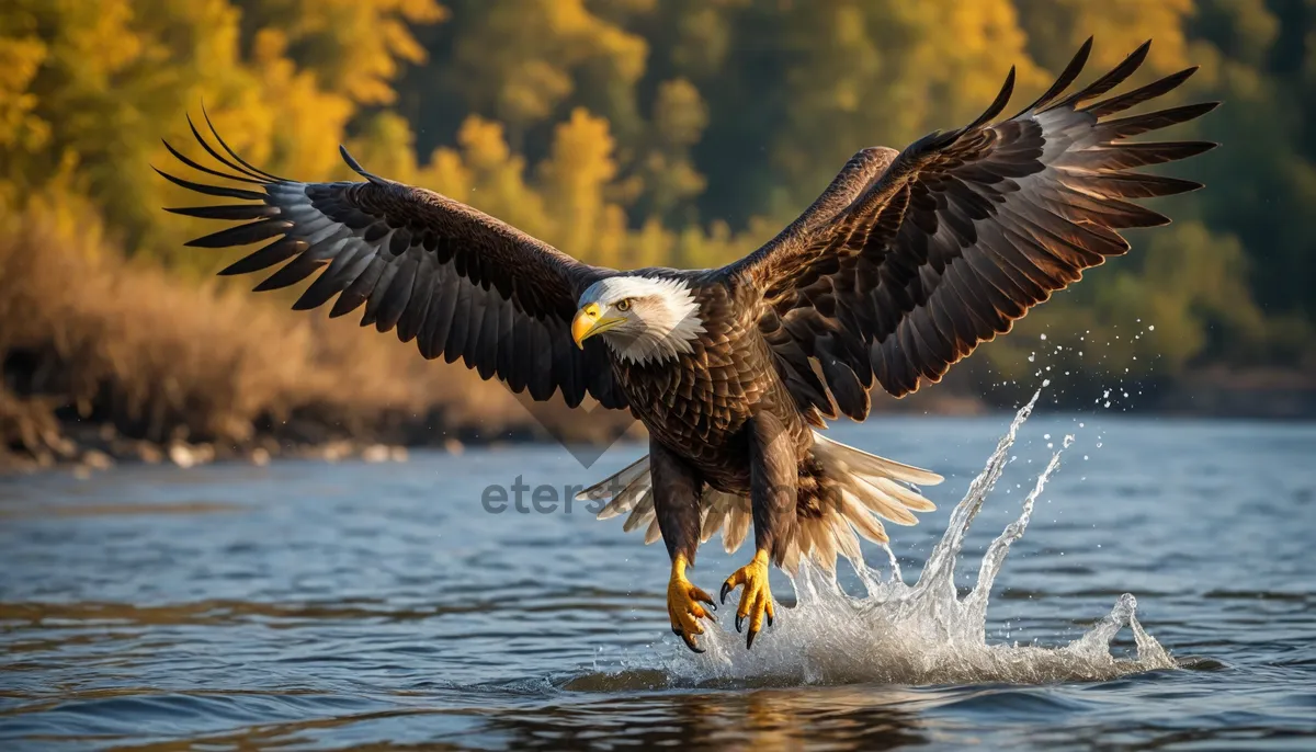 Picture of Fierce Eagle Soaring with Outstretched Wings in Flight